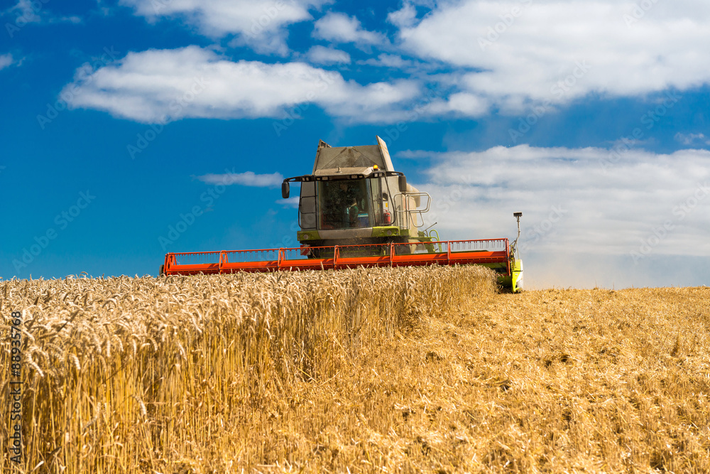 Fototapeta premium Combine harvester at wheat harvest - 2859