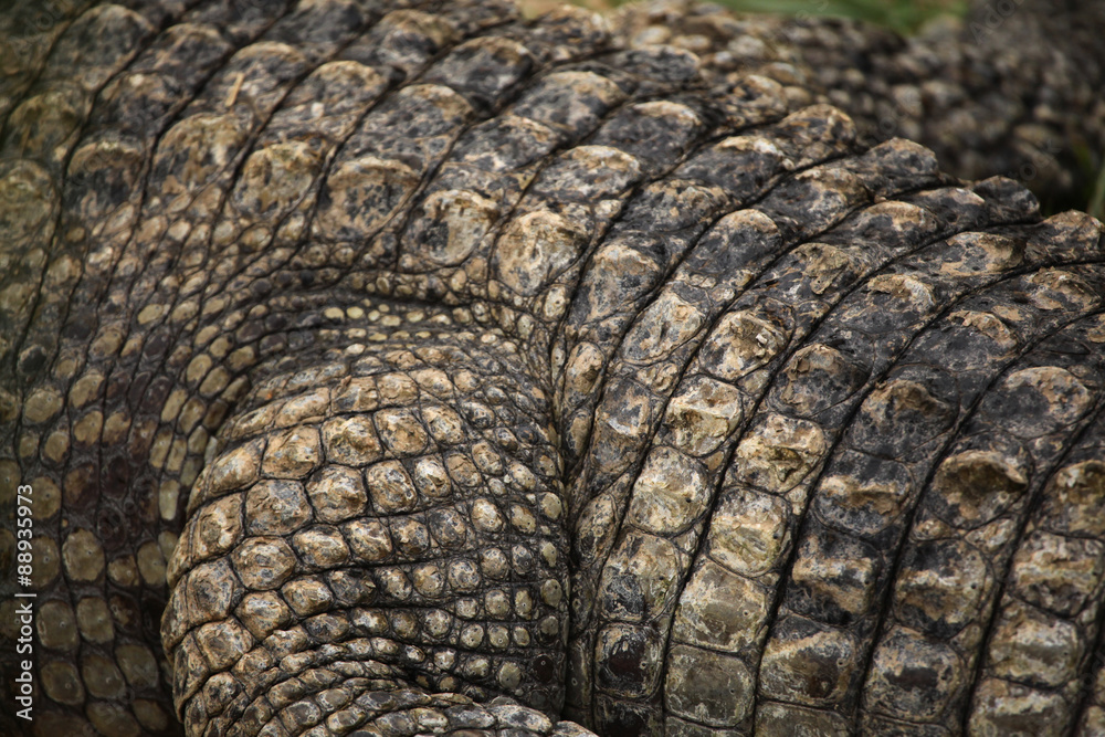 Nile crocodile (Crocodylus niloticus) leather texture. Nile crocodile (Crocodylus niloticus) leather texture.