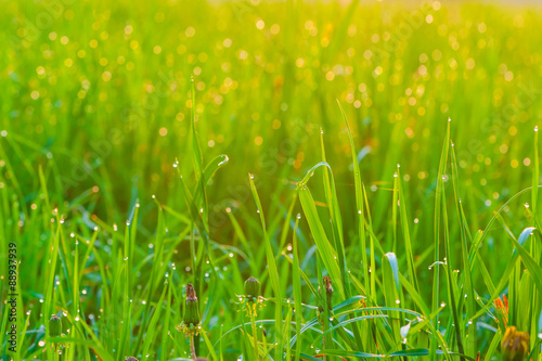 green grass covered with dew in the morning