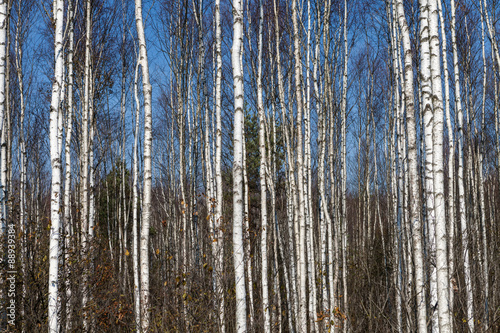 Birch trees arrangement