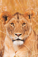 Fototapete Orange Löwin in der Masai Mara  © ivanmateev