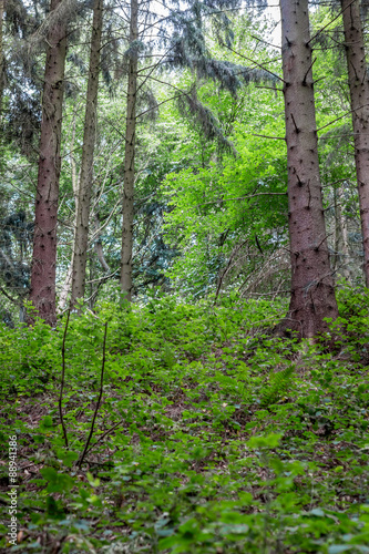 green leaves and trees in the forest 