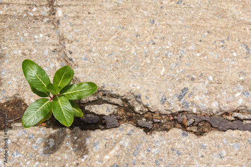 Little tree growing from cracked concrete