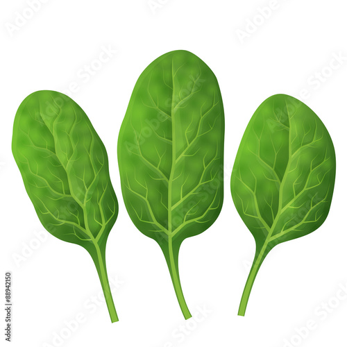 Spinach leaves close up. Fresh green spinach isolated on white