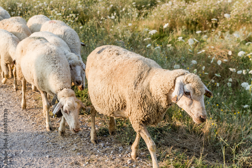 Obraz premium Flock of Sheep Grazing