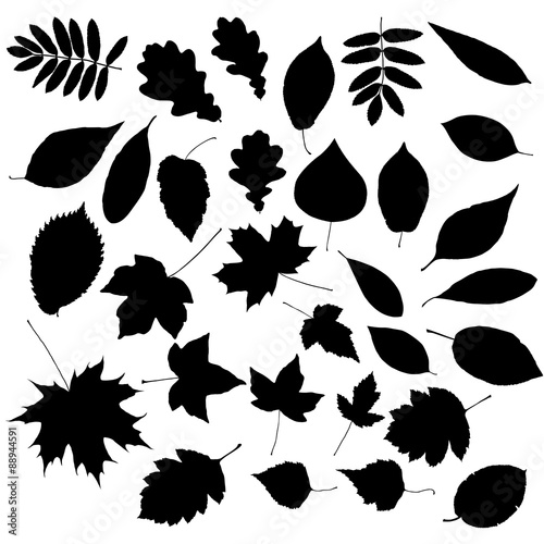 Autumn Leafs Silhouettes
