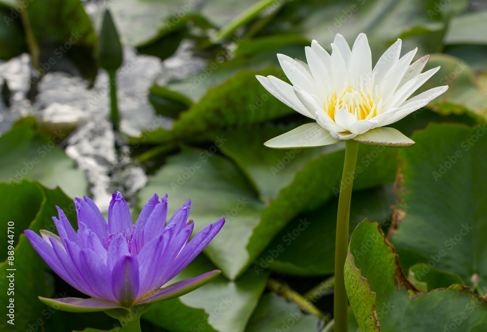 blooming white lotus and purple lotus in the pond blooming white lotus and purple lotus in the pond