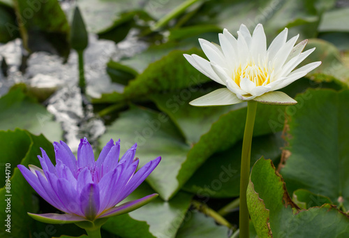 blooming white lotus and purple lotus in the pond