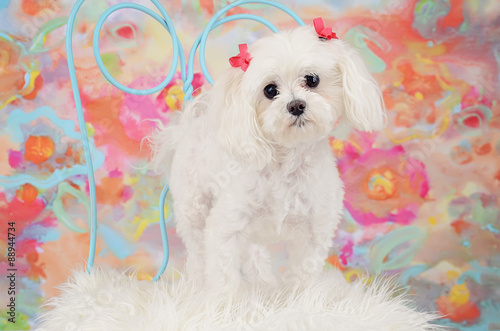Beautiful White Maltese with Bows in Hair