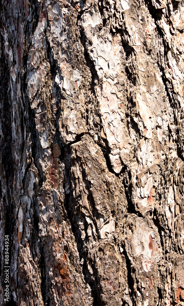 pine bark pine bark