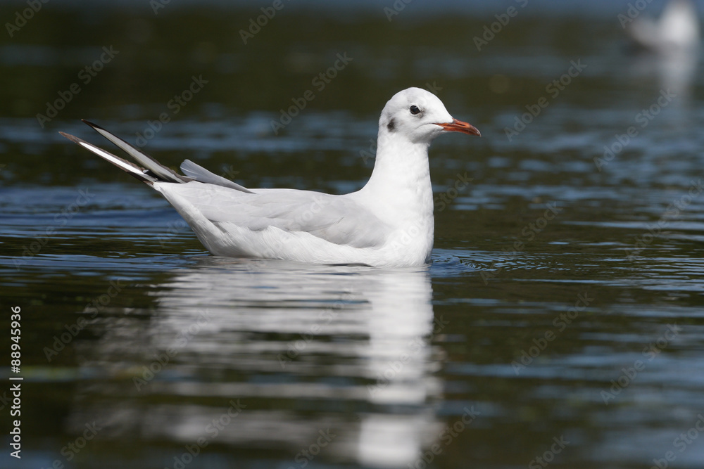 Obraz premium Black-headed Gull