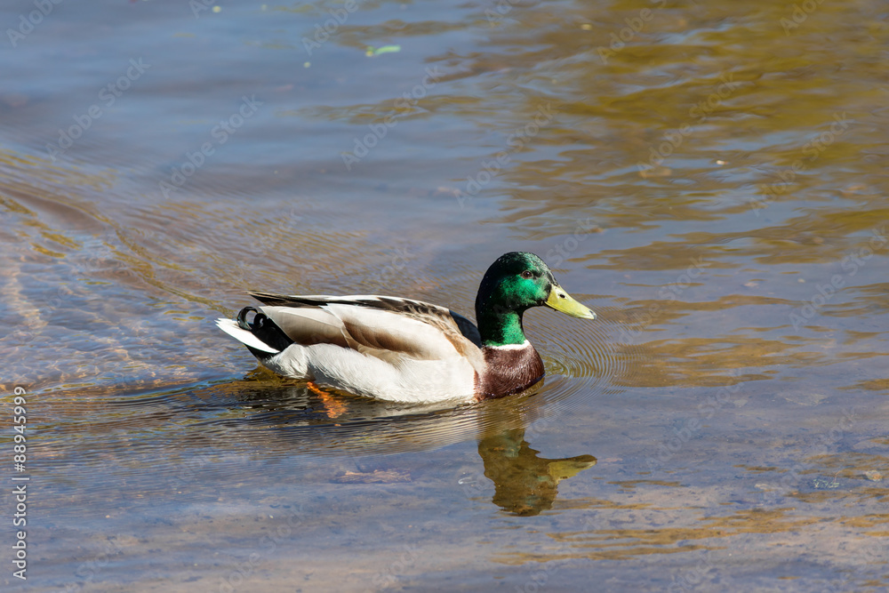 swim duck