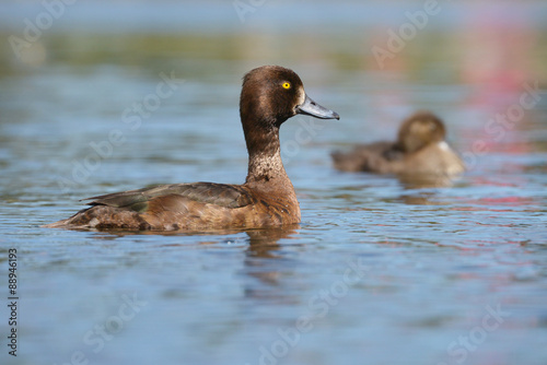 Tufted Duck - female with nestlings.
