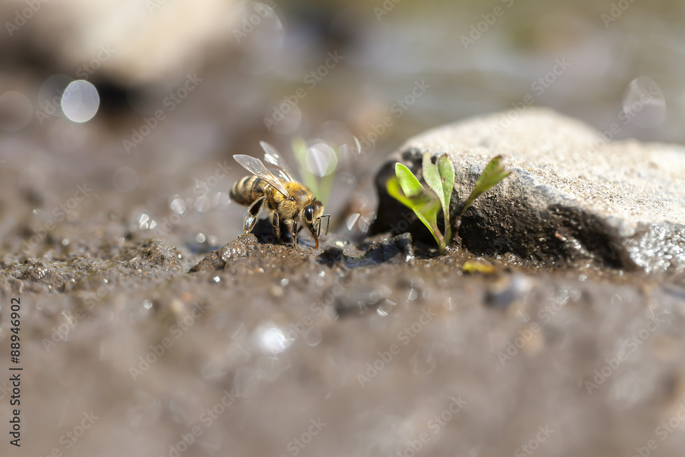 Fototapeta premium Westliche Honigbiene - Apis mellifera beim Wasser sammeln