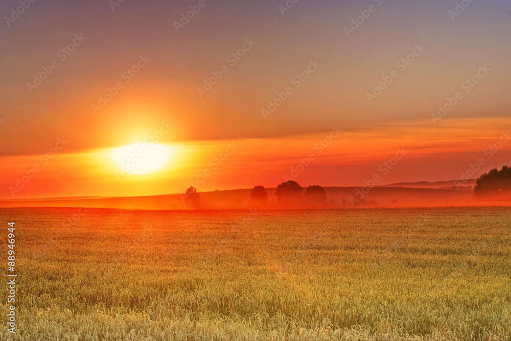 Beautiful sunset over the wheat field