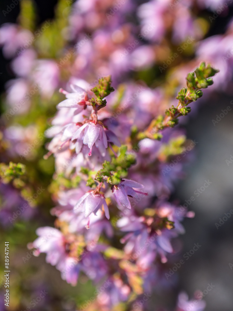 blossoming heather blossoming heather