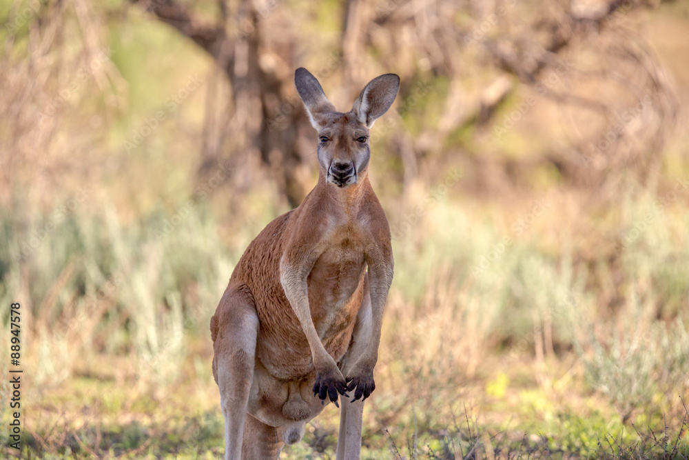 Känguruh StockFoto Adobe Stock