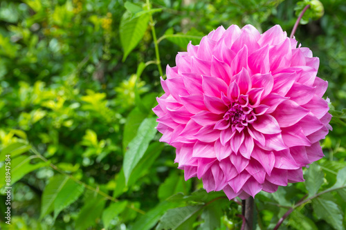 Colorful Pink dahlia flowers closeup