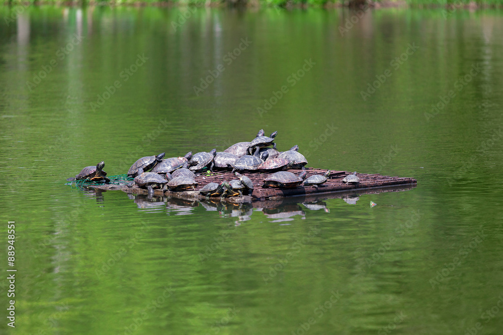 Turtles in lake Turtles in lake