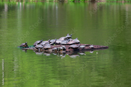 Turtles in lake © Koraysa