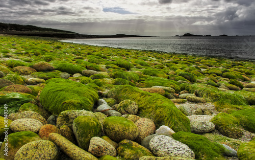 Green seaweed on Glénan island
