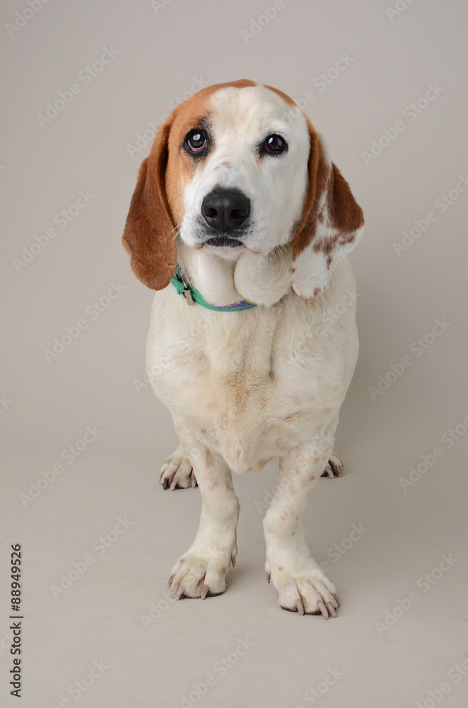 Basset Hound Mixed Breed dog with sweet face