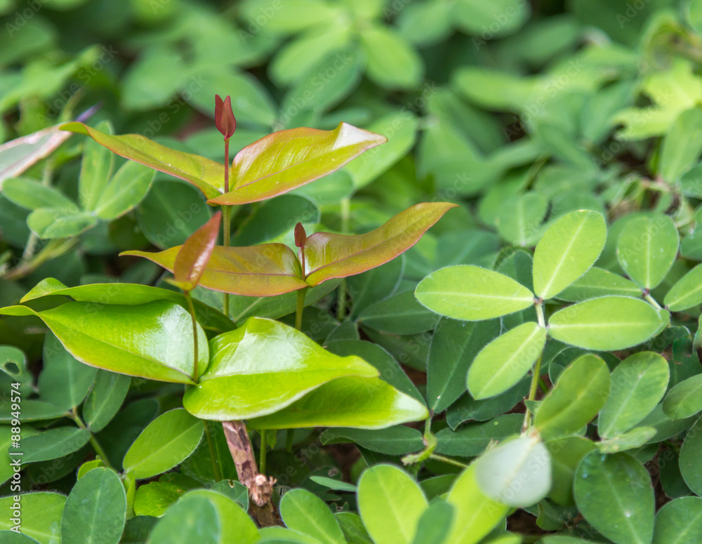 Planta verde