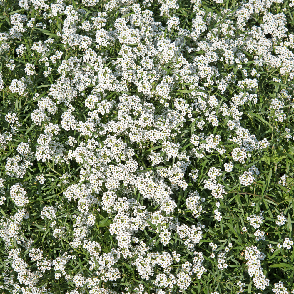 Duftsteinrich - Lobularia maritima Duftsteinrich - Lobularia maritima