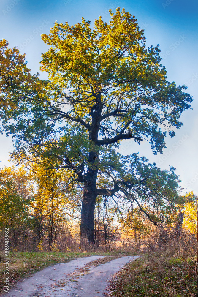 Fototapeta premium Old tree on a forest trail
