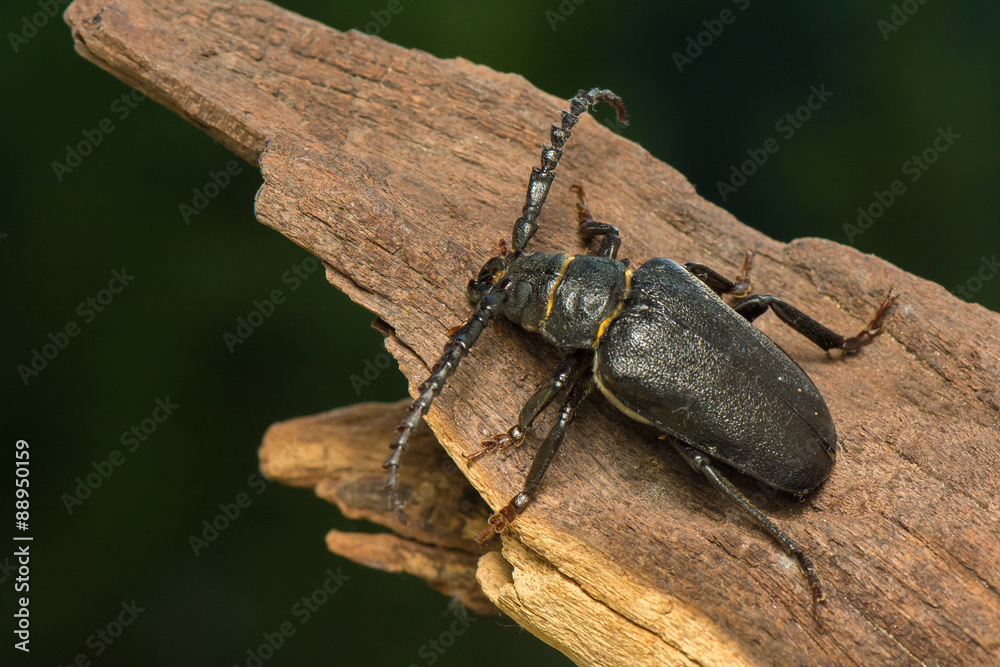 Big beetle