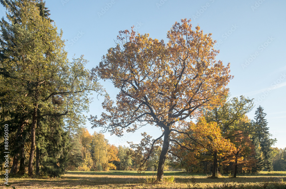 Autumn sunny landscape of North-West Russia Autumn sunny landscape of North-West Russia