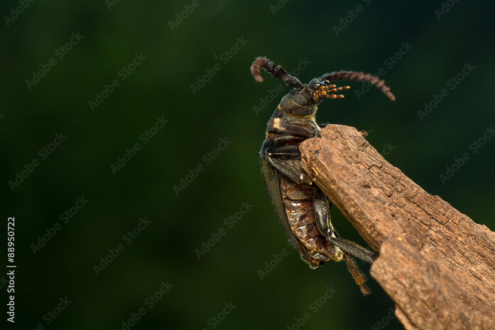 Big beetle