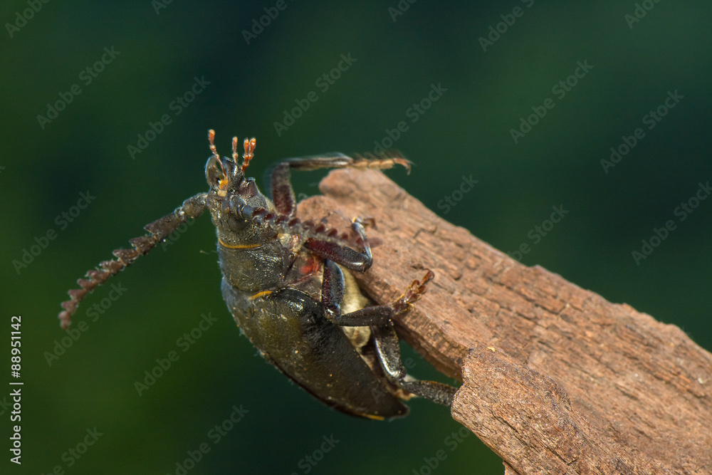 Big beetle