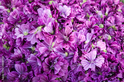 full of malva blossoms