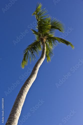 Tall palm