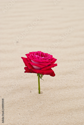 Canvastavla Beautiful red rose in the desert sand