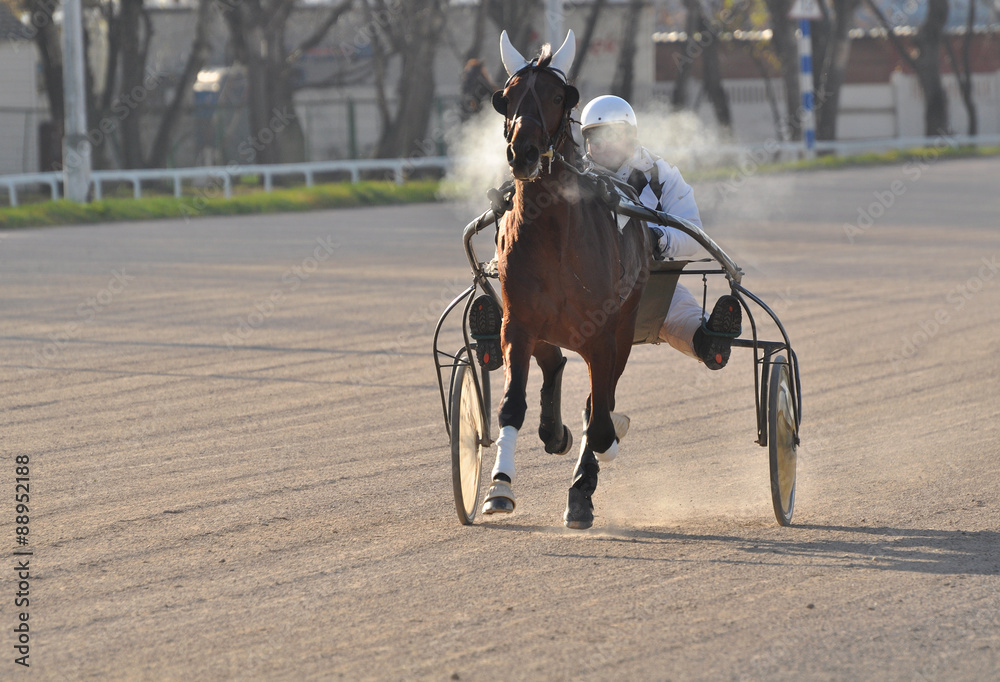 The bay trotter on the move on the racetrack