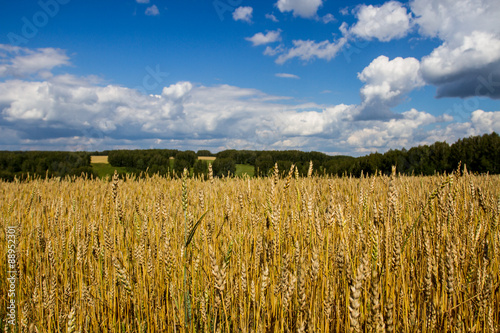 Пшеничное поле накануне уборки урожая под ярким голубым небом с белыми облаками
