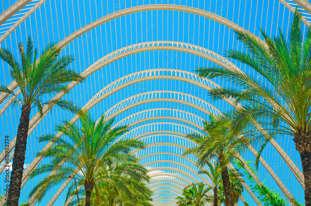 Fototapeta premium Palm trees