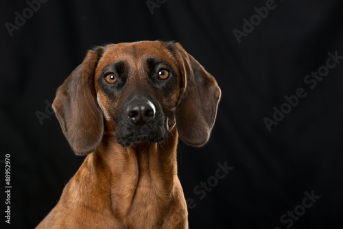 Bayerischer Gebirgsschweißhund © DoraZett