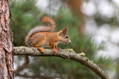 Squirrel on branch © Jari Sokka