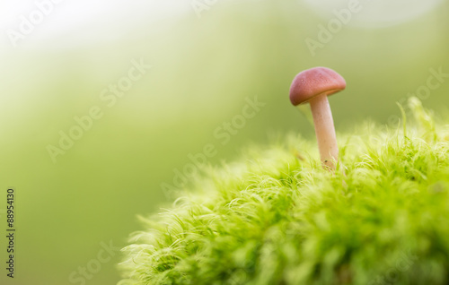 Mushroom atop moss hill