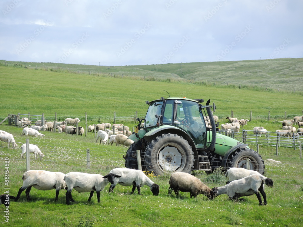 Obraz premium Mouton et tracteur