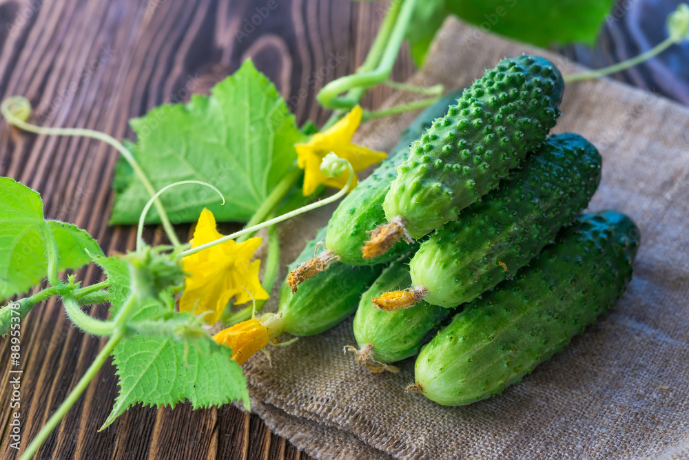 cucumbers on the wooden background