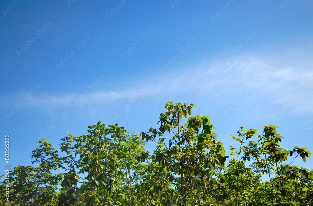 green leaves on blue sky background green leaves on blue sky background