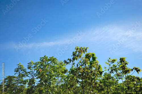 Fototapeta Naklejka Na Ścianę i Meble -  green leaves on blue sky background
