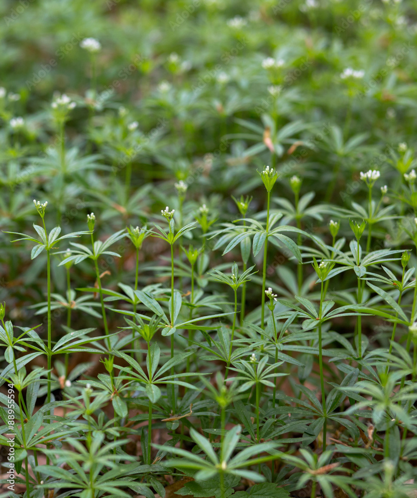 Fototapeta premium Green nature close-up