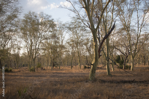 A forest of fever trees in the National Park Gorongosa in the center of Mozambique
 photo