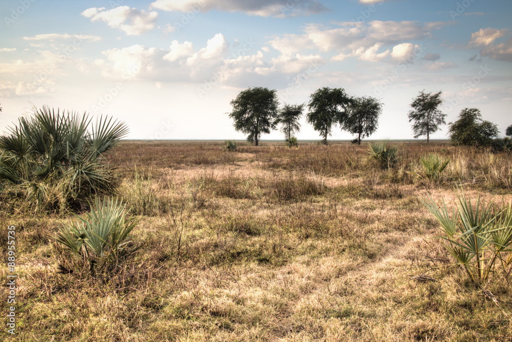 View over the savanna in the National Park Gorongosa in the center of Mozambique