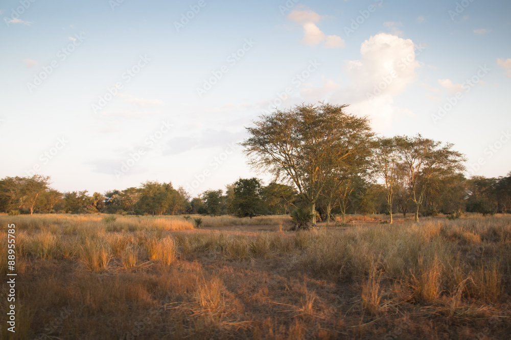 View over the savanna in the National Park Gorongosa in the center of Mozambique